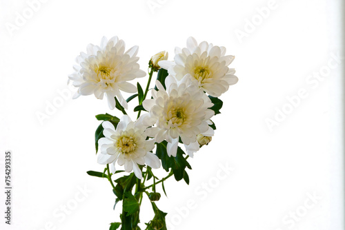 white chrysanthemum flowers grow on a white background