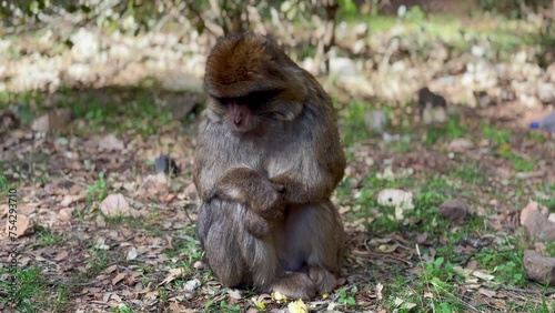 Barbary macaque or macaca sylvanus in its habitat in Cedre Gouraud Forest in Middle Atlas mountains in Morocco between Azrou and Ifrane