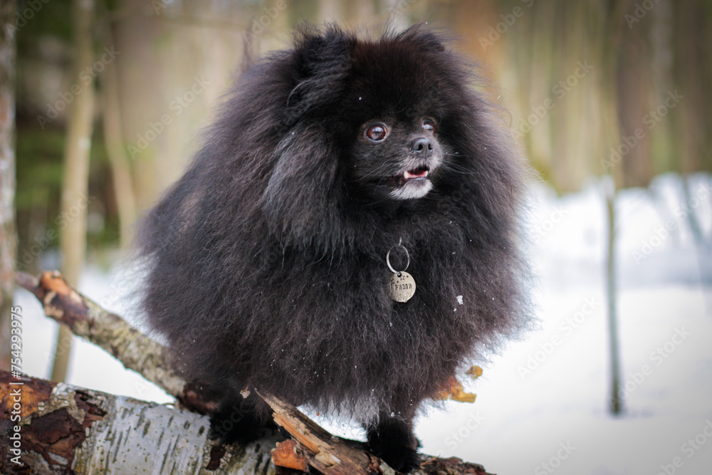 Beautiful black Pomeranian Spitz walking in the park against the snow in the forest. A walk with a pet dog. Beautiful black Pomeranian Spitz walking in the park against the snow in the forest. A walk with a pet dog.