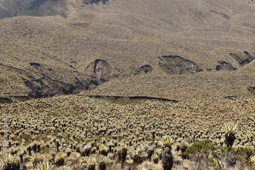Colombian paramo with a lot of frailejones