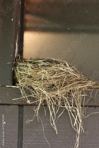 bird nest on a table