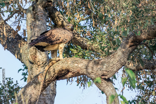 Martial eagle (Polemaetus bellicosus) eating a Common Water Monitor Lizzard (Varanus salvator) lying in a tree hollow, Kruger National Park, South Africa photo