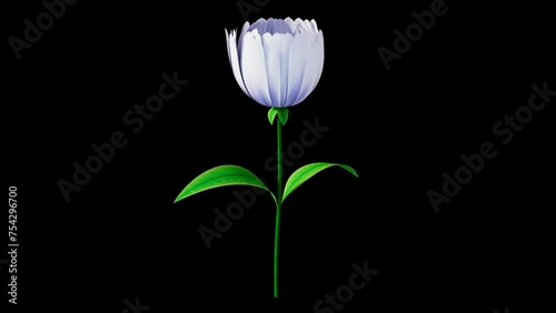 Flower White Blooming Alpha Channel Video