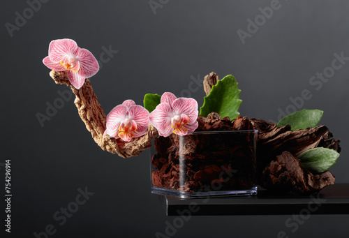 Pink orchid in a transparent pot with substrate. photo