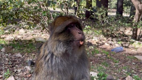 Barbary macaque or macaca sylvanus in its habitat in Cedre Gouraud Forest in Middle Atlas mountains in Morocco between Azrou and Ifrane