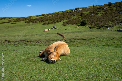 Beautiful happy free cow sleeping in the green mountains of cantabria during summer day in peaks of europe, spain