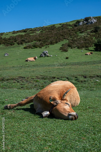 Beautiful happy free cow sleeping in the green mountains of cantabria during summer day in peaks of europe, spain © José Rego