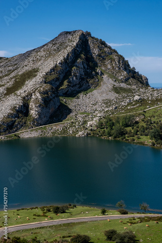 Lagoons of Covadonga in peaks of europe with mountains, free wild cows and people in tourism attraction, during sunny summer day in spain