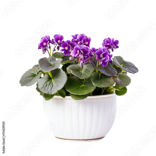 Wallpaper Mural flowers in a pot Torontodigital.ca