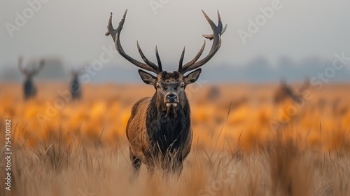  a close up of a deer in a field of tall grass with other deer in the distance in the background. photo