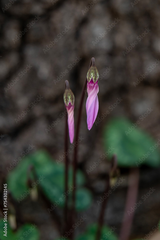 Obraz premium Close up of pink Cyclamen buds growing wild on a wooded slope in Kiryat Tivon Israel. 