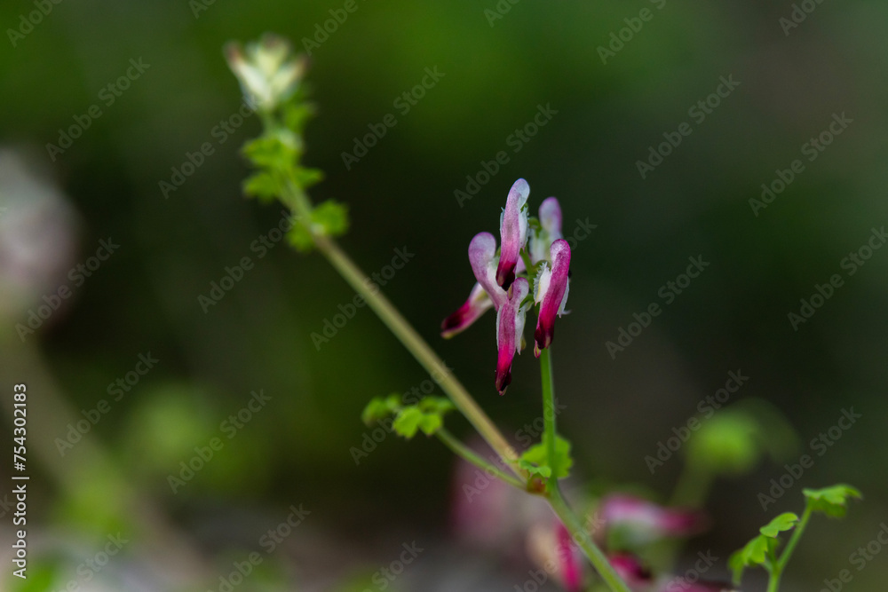 Close up of Fumaria capreolata, the white ramping fumitory, flower on a blurred background. Wildflower in northern Israel.
Close up of Fumaria capreolata, the white ramping fumitory, flower on a blurred background. Wildflower in northern Israel.