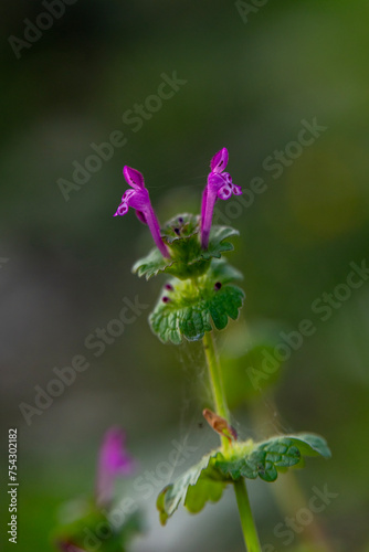 Close up of small pink flower of Lamium amplexicaule, commonly known as henbit dead-nettle, common henbit, or greater henbit, 
