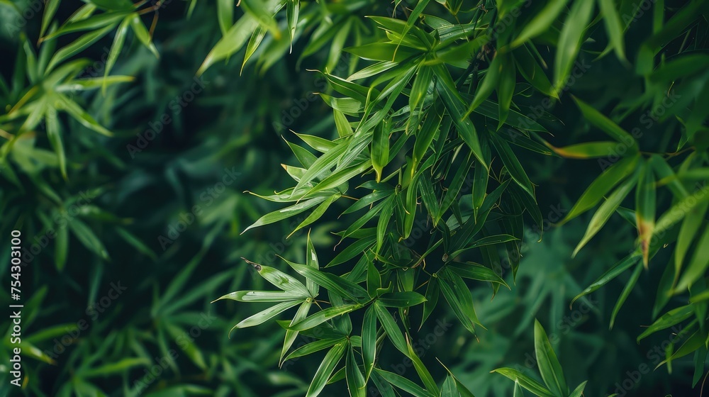 green bamboo tree in forest using as background bamboo leaves green bamboo tree in forest using as background bamboo leaves