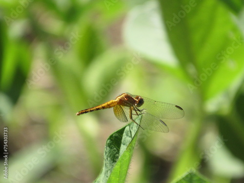 dragonfly on a leaf © Murilozad