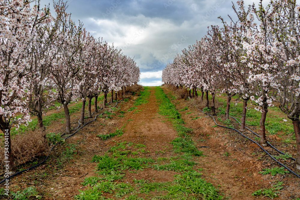 planting almond trees with white and pink flowers in a plantation