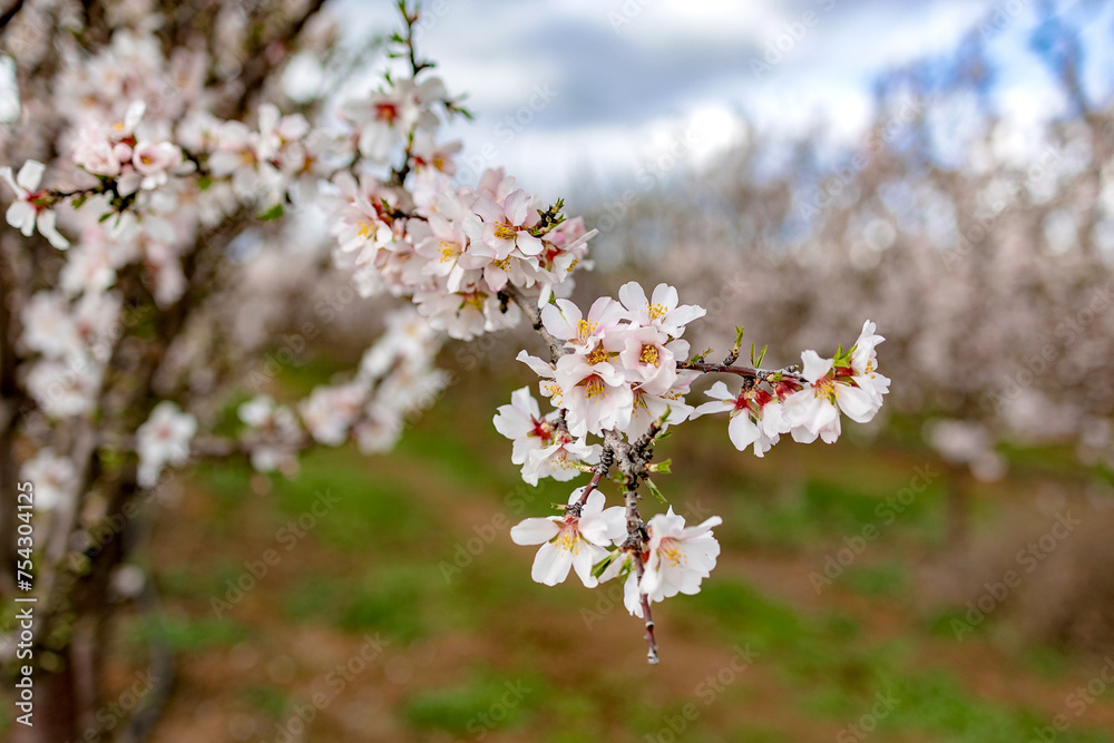 planting almond trees with white and pink flowers in a plantation