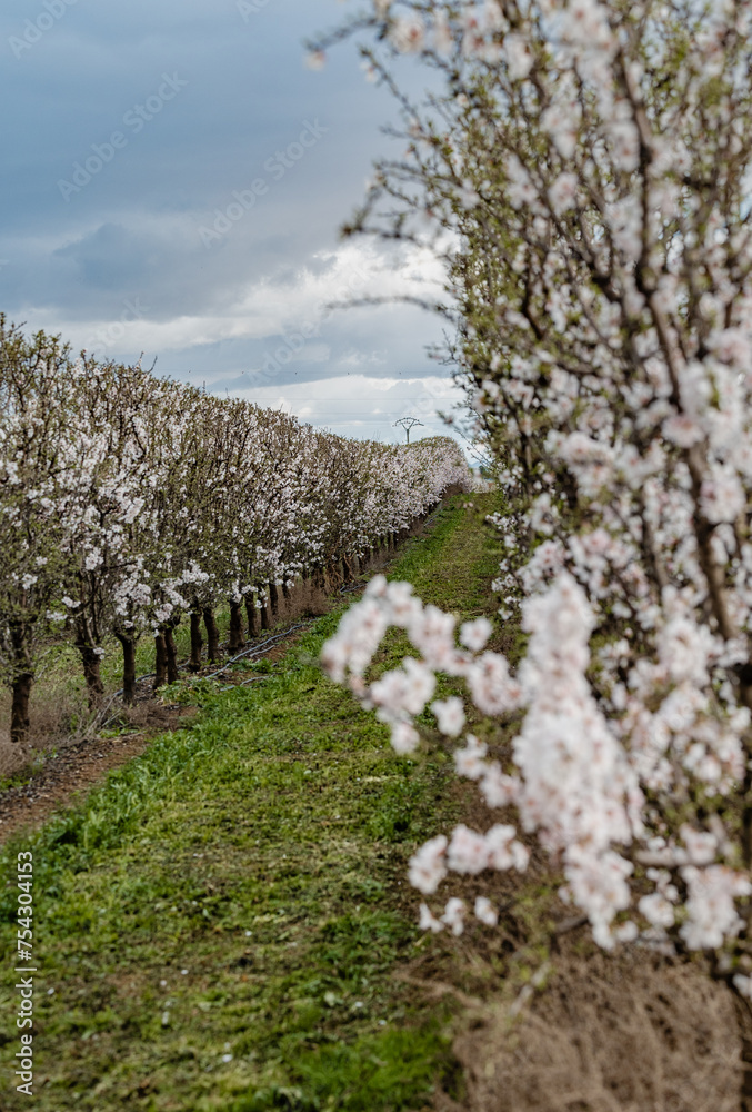 Fototapeta premium planting almond trees with white and pink flowers in a plantation