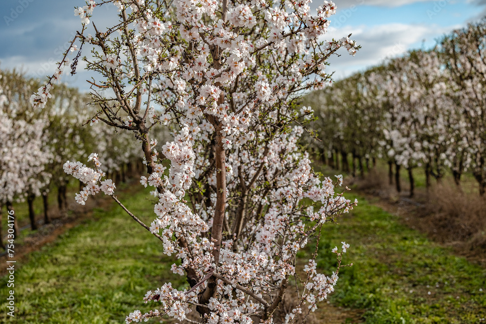 planting almond trees with white and pink flowers in a plantation