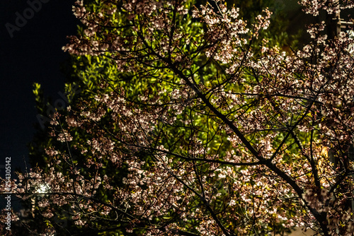 Plum blossoms at night blooming in Musashi-Kosugi_06