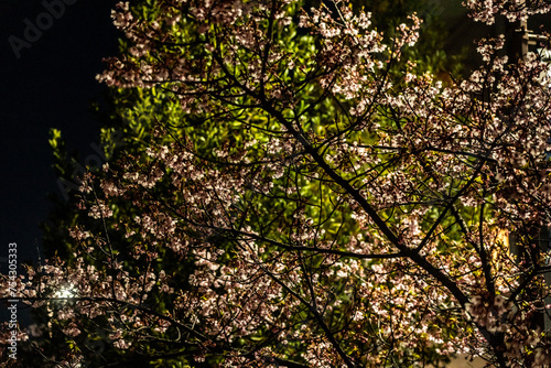 Plum blossoms at night blooming in Musashi-Kosugi_02