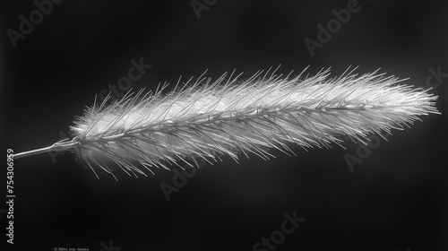  a black and white photo of a white feather on a black and white photo of a white feather on a black and white photo of a white feather on a black background.