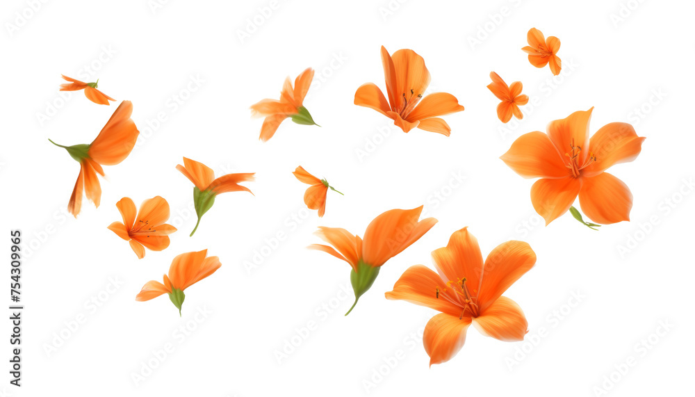 Fototapeta premium flying orange autumn flowers isolated on transparent background cutout
