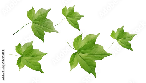 flying maple green leaves isolated on transparent background cutout