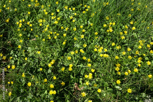 Ficaria verna (Lesser Celandine) growing through the grass in an orchard
 photo