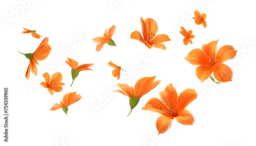 flying orange autumn flowers isolated on transparent background cutout