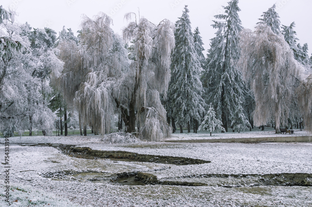 Obraz premium Frozen trees after a sudden cold snap. Ice on branches and leaves. Changeable weather. Frosty weather in winter. Panorama in the park in winter