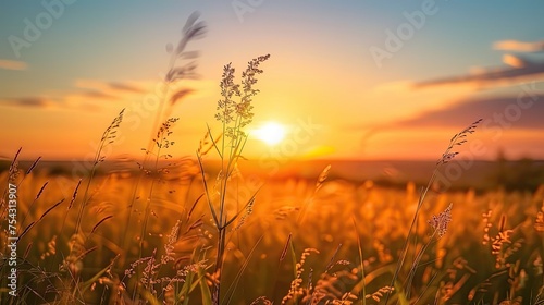 soft focus sunset field landscape of yellow flowers and grass meadow warm during golden hour sunset or sunrise abstract background 