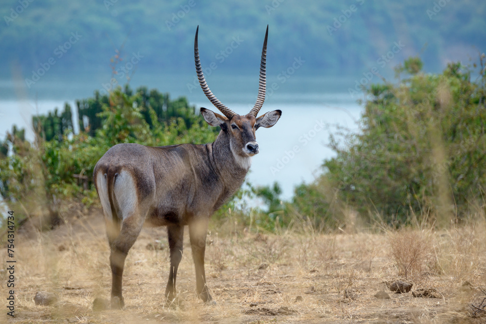 Fototapeta premium A lone Defassa waterbuck (Kobus ellipsiprymnus) standing in African savanna with Lake Edward in the background. Uganda, east Africa)