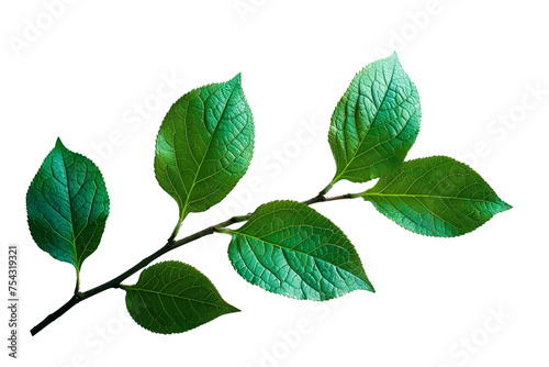 Green leaves isolated on transparent