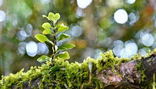 Obraz na płótnie green moss, exotic tropical plant growing on a tree branch w salonie