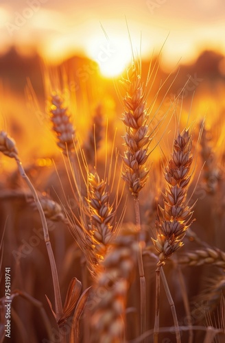 Sunset Over Wheat Field