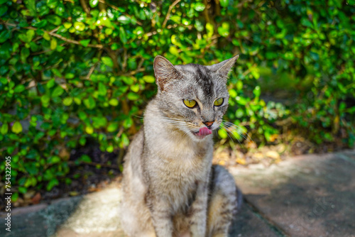 Tabby cat with yellow eyes color in the garden	
