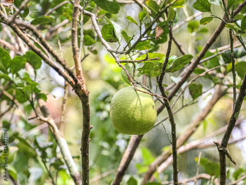 Pomelo fruit gadern stock image South Vietnam Grapefruit Bentre