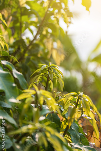 Young mango leaves on the mango tree and morning sunlight
