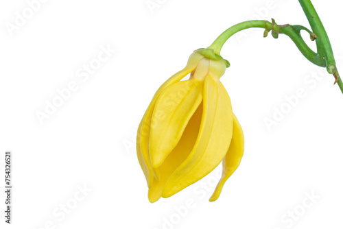 Yellow flower of Climbing Ylang-Ylang or "karawek" in thai name.Artabotrys siamensis.