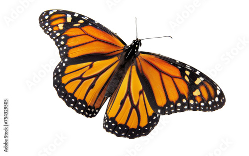 The Timeless Beauty of Monarch Butterflies On Transparent Background.