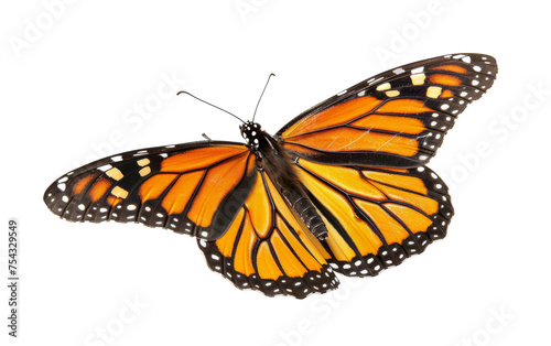 Timeless Beauty of Monarch Butterflies On Transparent Background.