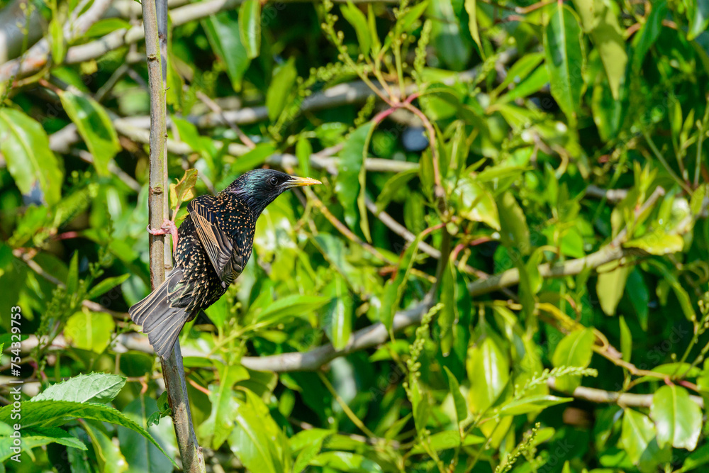 Common starling Sturnus vulgaris in vegetation in a British urban garden Common starling Sturnus vulgaris in vegetation in a British urban garden