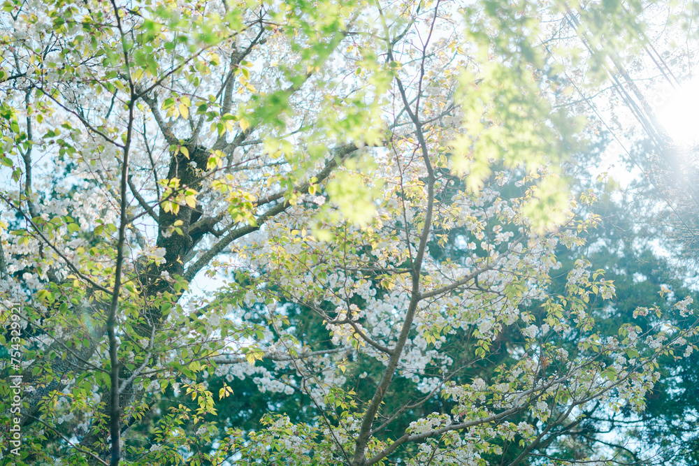 Fototapeta premium 鎌倉の神社に咲く桜