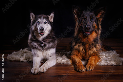 Pair of dogs