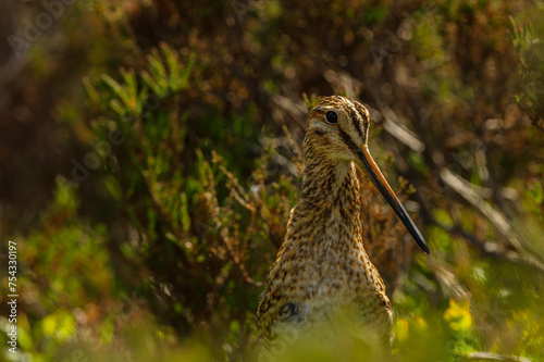 A single timid, wary Common Snipe Gallinago gallinago pokes its head out of vegetation on the North York Moors, UK. Horizontal landscape format