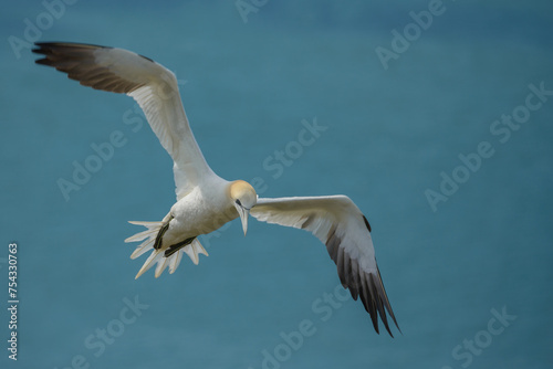A northern gannet (Morus bassanus) flying above the North Sea at Bempton RSPB Reserve, East Yorkshire, UK. © Russell
