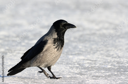 Photography Hooded crow