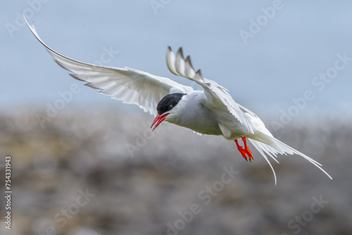 Arctic Tern, Sterna paradisaea, hovering with wings outstretched.