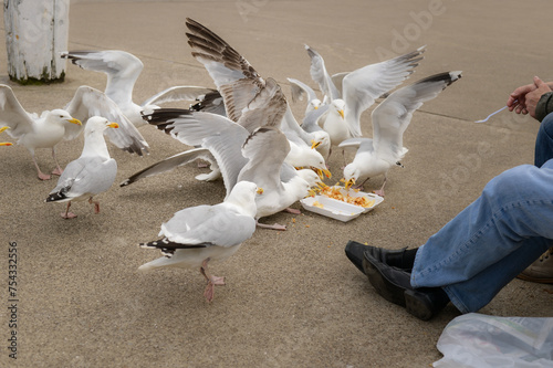 Photography Scavenging seagulls Herring gulls Larus argentatus eating chips French fries on